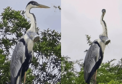 Garça com copo plástico entalado no pescoço mobiliza esforços de resgate no Rio de Janeiro