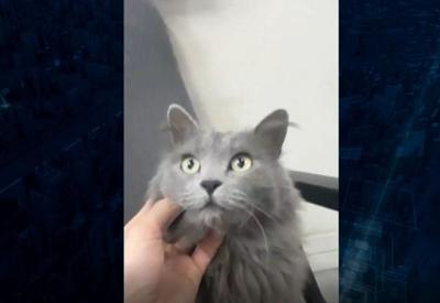 Família recupera gato de estimação "Mimi" levado em assalto