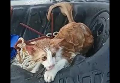 Vídeo: gato é salvo por pescador após ser jogado da ponte Rio-Niterói