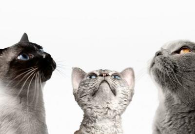Dia Internacional do Gato: saiba a origem da data e curiosidades sobre os felinos 