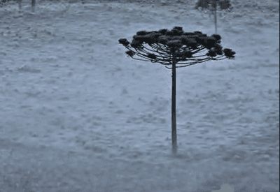 Geada surpreende moradores na Serra de Santa Catarina a poucos dias do verão