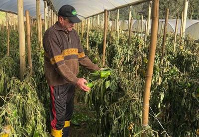 Frio intenso causa perdas nas plantações e aumenta preço das hortaliças no RS