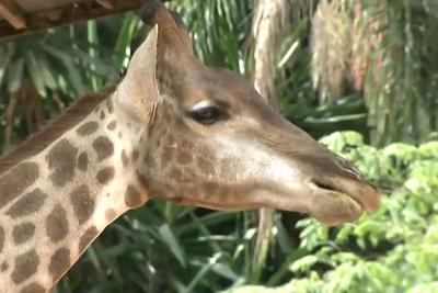 Girafa entra em lista de animais ameaçados de extinção
