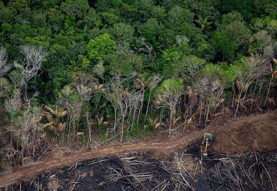 Roraima lidera lista de terras indígenas pressionadas pelo desmatamento