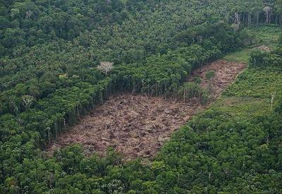 Cientistas enviam carta a premiê pedindo medidas contra desmatamento