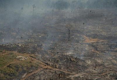 Caso siga ritmo atual, desmatamento na Amazônia pode passar 11 mil km² em 2023