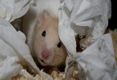 Hong Kong vai sacrificar 2 mil  hamsters diagnosticados com covid