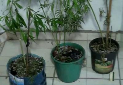 Homem é preso por cultivar maconha dentro de casa em São Paulo