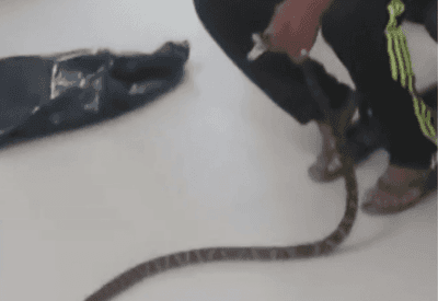 VÍDEO: Homem é mordido por cobra jararaca e leva o animal vivo a UPA no litoral de SP