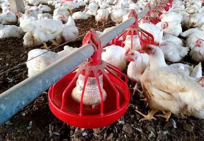 Hong Kong suspende importação de frango brasileiro após suposto caso de Covid-19