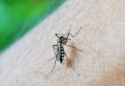 Mais de 6 mil brasileiros morreram em decorrência de dengue em 2024