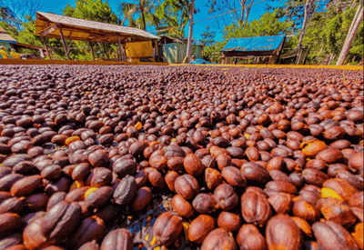 Série "Café Brasileiro: Uma Paixão Mundial" destaca o protagonismo feminino na cafeicultura em Rondônia