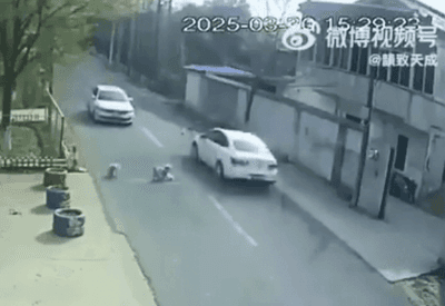 Cães de rua salvam cachorrinho atropelado na China e são adotados por tutor