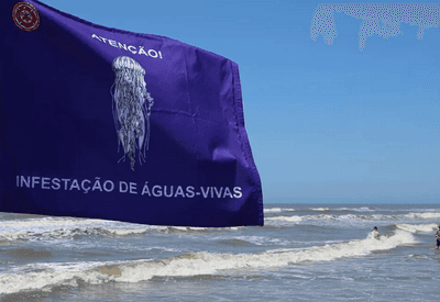 Litoral gaúcho tem mais de 18 mil casos de queimaduras por águas-vivas em duas semanas