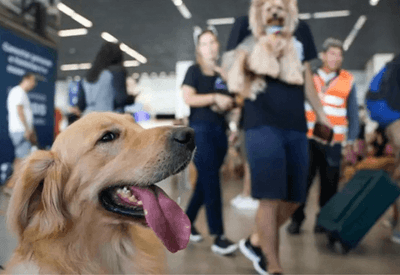 Justiça decide que companhias aéreas podem se negar a transportar animais de suporte emocional