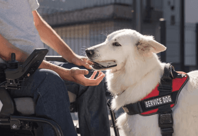 Voo é cancelado no Rio após companhia recusar, pela segunda vez, embarque de cão de assistência para criança autista