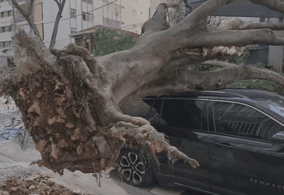  Frente fria provoca ventania e quedas de árvores em São Paulo; ao menos duas pessoas ficaram feridas
