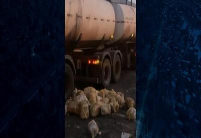 Polícia intercepta caminhão com 1 tonelada de maconha em Goiás