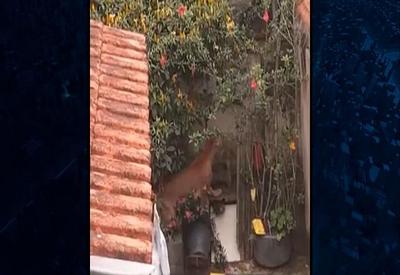 Vídeo: morador flagra onça parda no quintal de casa em Minas Gerais