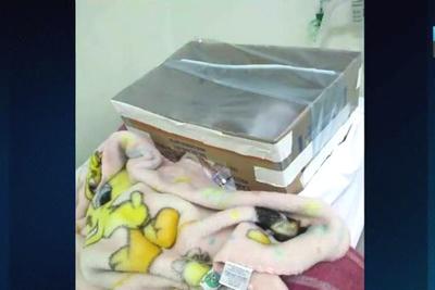 Incubadora improvisada com papelão salva a vida de bebê 