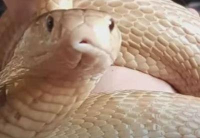Instituto Butantan recebe cobras exóticas e naja que picou estudante