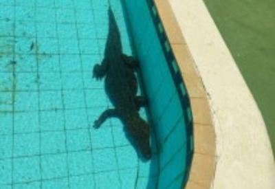 Jacaré é encontrado em piscina de clube em Minas Gerais