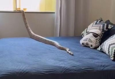 Jiboia de 1,5 metro é capturada em cima de cama em Unaí (MG)