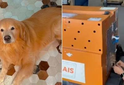 Novas regras para transporte de pets em avião serão anunciadas nesta quarta (30) 