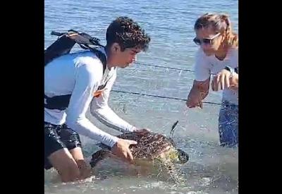 Voluntários ajudam a libertar 12 tartarugas presas em rede de pesca