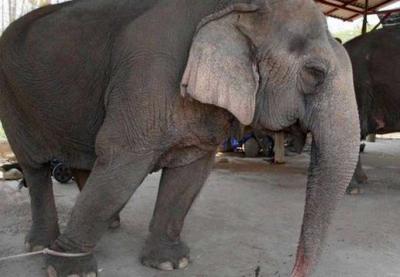 Judiação! Elefantes são abandonados na Tailândia durante a pandemia