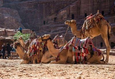 Arábia Saudita desclassifica camelos de concurso de beleza por uso de botox