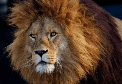 "Prestar contas ao leão": Por que o leão é símbolo do Imposto de Renda (IR)?