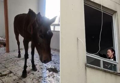 Cavalo é encontrado em terceiro andar de prédio em São Leopoldo (RS)