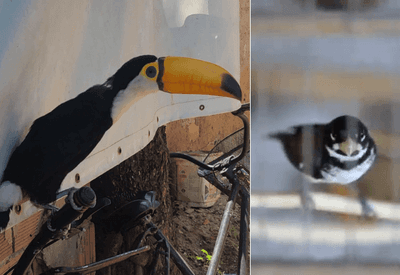 Homem apontado como maior traficante de animais silvestres é preso no Rio