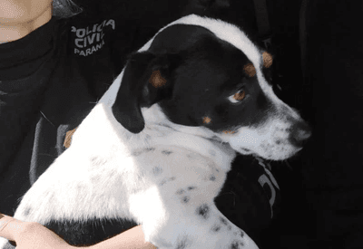 Cachorro deve ser indenizado por maus-tratos após agressões de ex-dono no Paraná