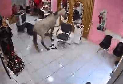 Cavalo invade salão de beleza e encara o espelho em Teresina