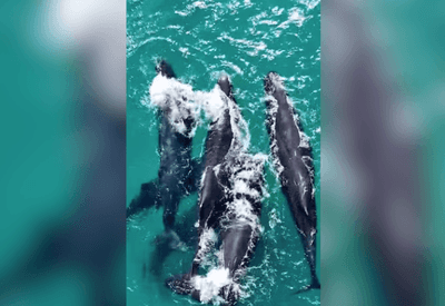 Grupo raro de baleias é visto próximo à costa de Arraial do Cabo (RJ)