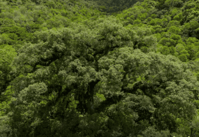 Mata Atlântica perde 2,4 milhões de hectares em 40 anos