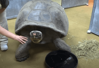 Tartaruga ameaçada de extinção é mãe pela primeira vez aos 100 anos 