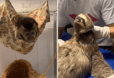 Projeto inédito monitora animais silvestres para evitar acidentes na rede elétrica no Rio