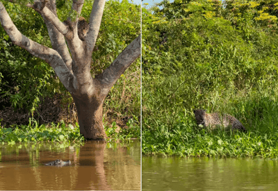 Assista: Vídeo impressiona ao mostrar ataque de onça a jacaré no Pantanal