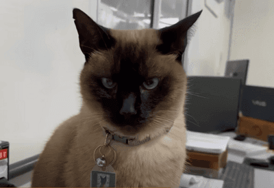 Marcelo, o gato engenheiro, faz sucesso em obra portuária no Paraná