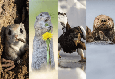 Finalistas de prêmio da foto mais cômica da natureza são anunciados