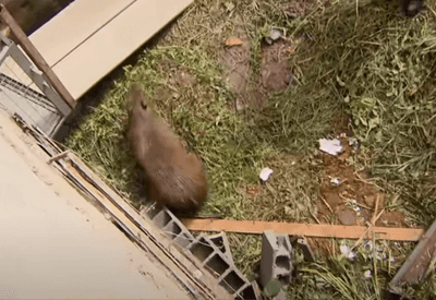 Capivara invade quintal de casa e permanece no local por uma semana em SP