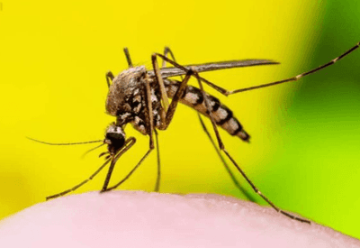 Brasil lidera casos de Febre Amarela em 2025 aponta OMS 