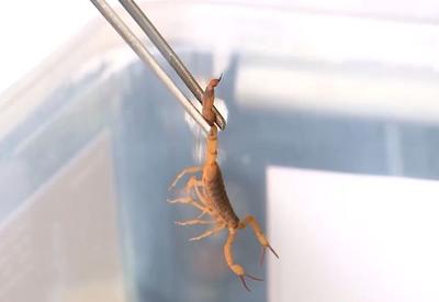 Criança de 2 anos é internada na UTI após picada de escorpião em São José do Rio Preto (SP)