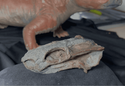Fóssil de São Gabriel (RS) revela animal antecessor aos dinossauros