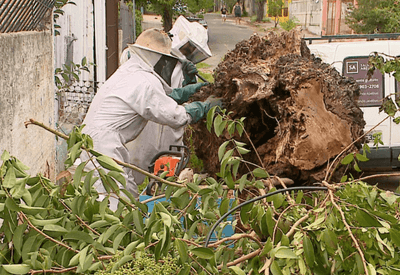 Com a chegada da primavera, cresce o número de abelhas nas cidades do RS