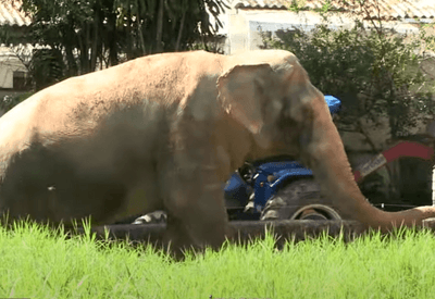 Justiça determina que zoológico de Sorocaba transfira elefante Sandro para santuário no Mato Grosso 