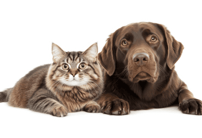 Fim de ano: veja cuidados essenciais para proteger o seu pet